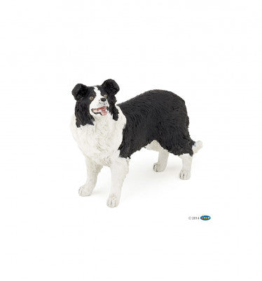 BORDIE COLLIE